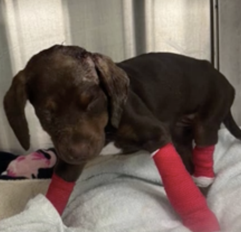 Puppy Beaten to death